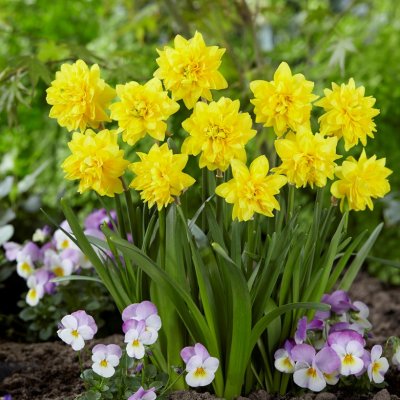 Påsktazett Narcissus x cyclazetta Tête à Tête De Luxe 7st