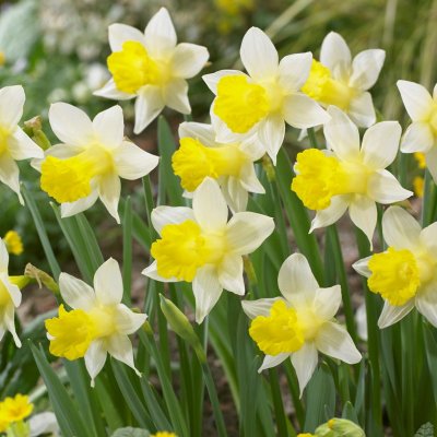 Påsklilja Narcissus Topolino 7st