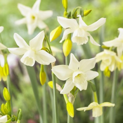 Narcissus triandus Starlight Sensation