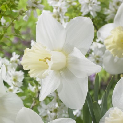 Narciss Narcissus Watch Up 5st