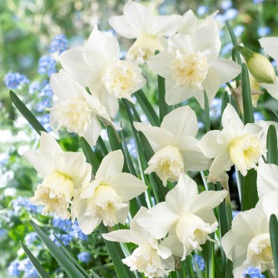 Orkidénarciss Narcissus White Marvel 5st