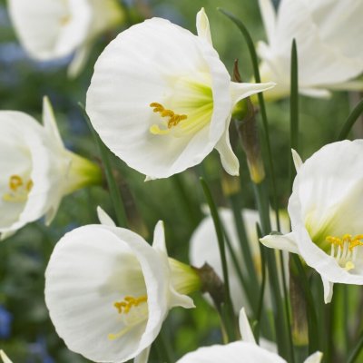 Påsktrumpet Narcissus bulbocodium White Petticoat 7st