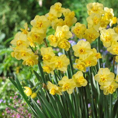 Bukettnarciss Narcissus Yellow Cheerfulness 5st