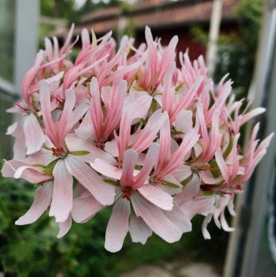 Stjärnpelargon Narranga Butterflies, kruka