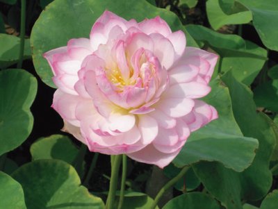 Nelumbo Pink, Tropisk Lotus, C3