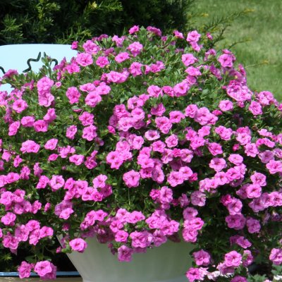Calibrachoa MiniFamous ® Neo Double Pink