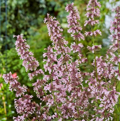Nepeta faassenii Whispurr™ Pink, Kantnepeta/Kattmynta