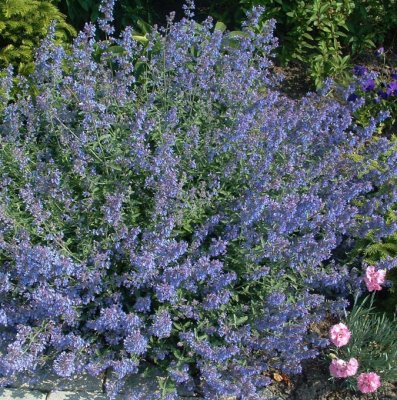 Nepeta mussinii, Kantnepeta