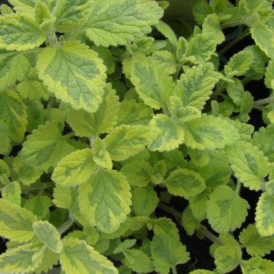 Nepeta faassenii Six Hills Gold, Kantnepeta / Kattmynta, P9cm