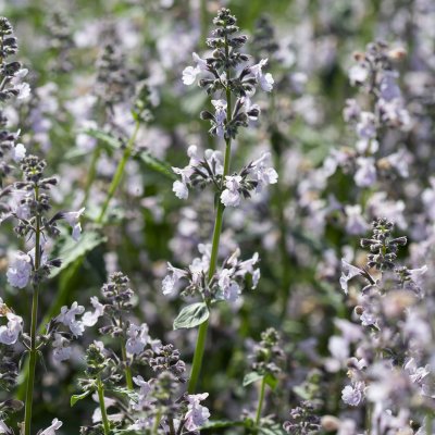 Nepeta faassenii Amelia, Kantnepeta / Kattmynta, C11cm