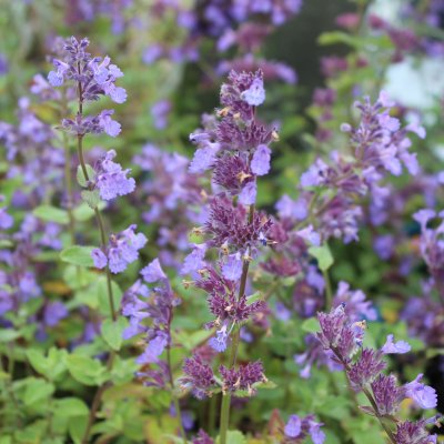Nepeta faassenii Blue Wonder, Kantnepeta / Kattmynta, P9cm