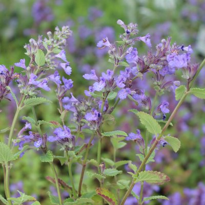 Nepeta faassenii Kit Cat, Kantnepeta / Kattmynta, P9cm