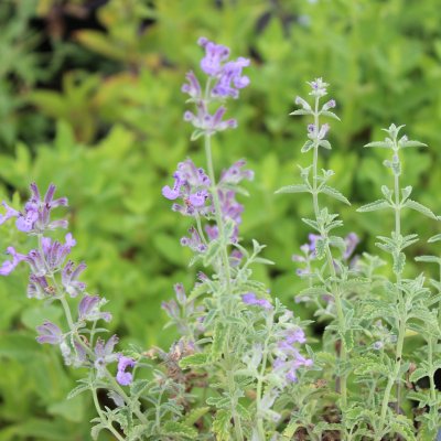 Nepeta faassenii Senior, Kantnepeta / Kattmynta, P9cm