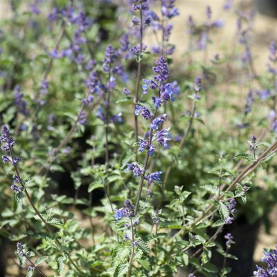 Nepeta faassenii Walker´s Low, Kantnepeta / Kattmynta, P9cm