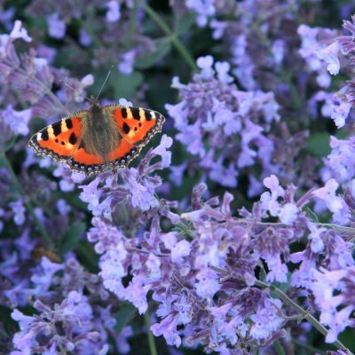 Nepeta faassenii Walker´s Low, Kantnepeta / Kattmynta, P9cm
