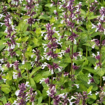 Nepeta faassenii Florina, Kantnepeta / Kattmynta, C11cm