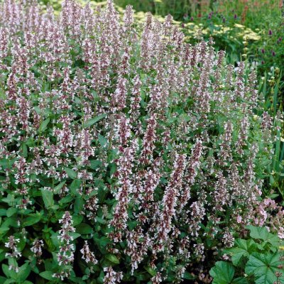 Nepeta grandiflora Dawn to Dusk, Blånepeta, P9cm