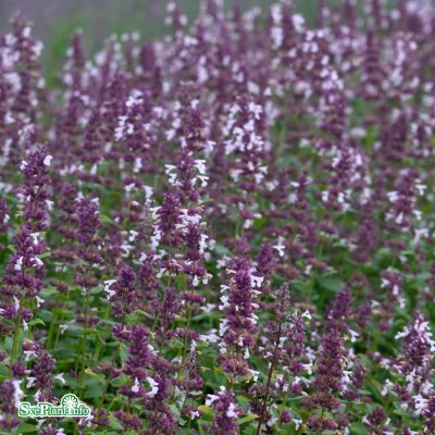 Nepeta grandiflora Dawn to Dusk, Blånepeta, P9cm