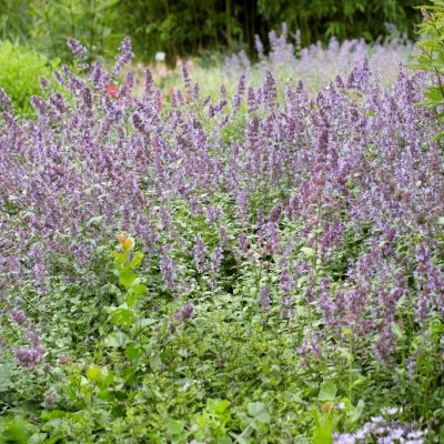 Nepeta grandiflora Wild Cat, Blånepeta, P9cm