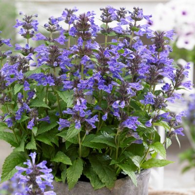 Nepeta nervosa Neptune ® (Bokratune), Axnepeta