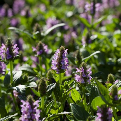 Nepeta nervosa Pink Cat, Axnepeta, P9cm