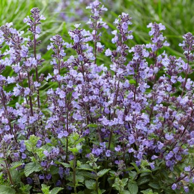 Nepeta faassenii Purrsian Blue ®, Kantnepeta / Kattmynta, stickling 3-pack