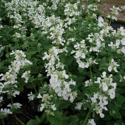 Nepeta racemosa Snowflake, Bergnepeta / Kattmynta, P9cm