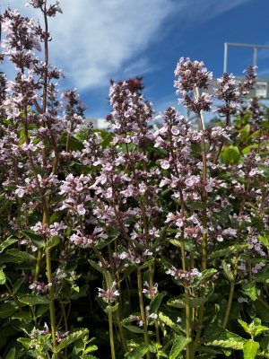 Nepeta Serene Wild Orchid