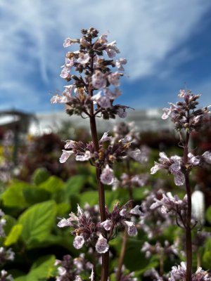 Nepeta Serene Wild Orchid2