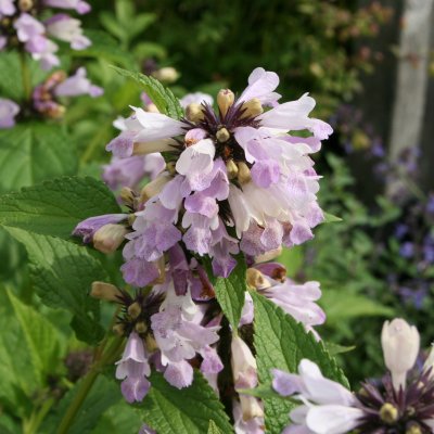 Nepeta subsessilis Sweet Dreams, Skuggnepeta, P9cm