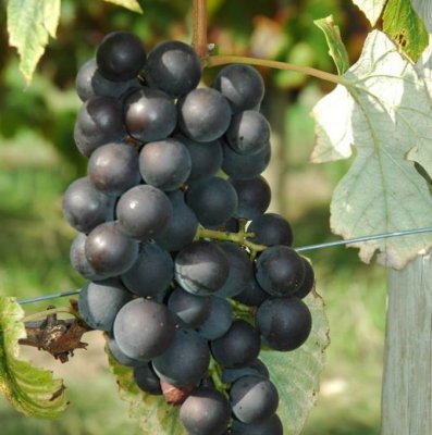 Vitis vinifera New York