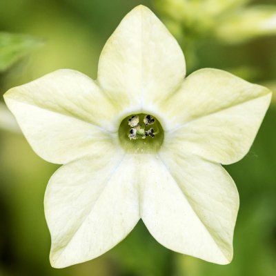 Blomstertobak, Lime Green