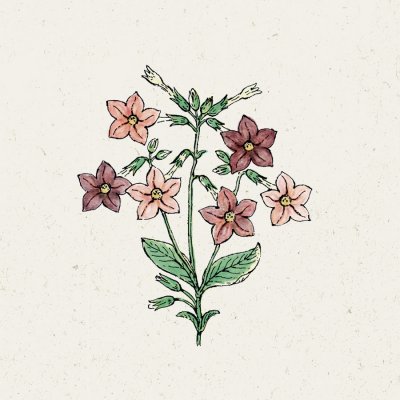 Blomstertobak, Bronze Queen