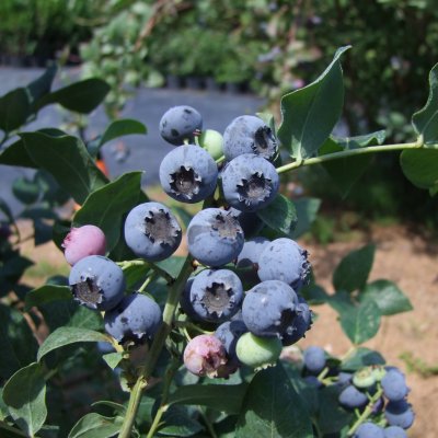 Vaccinium angustifolium Northland