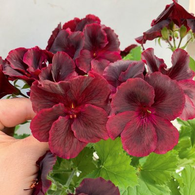 Änglapelargon Novita ® Classic Blacky, kruka