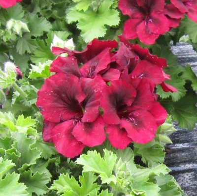 Änglapelargon Novita ® Purple Red, stickling 3-pack