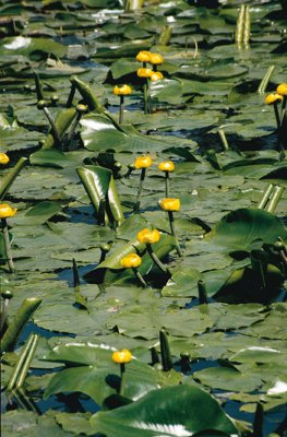 Nuphar lutea, Gul Näckros, P11cm