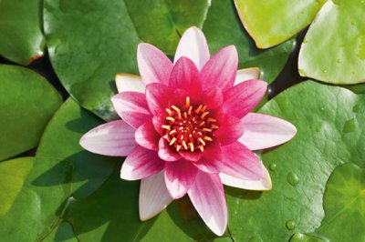 Nymphaea Attraction, Näckros, P11cm