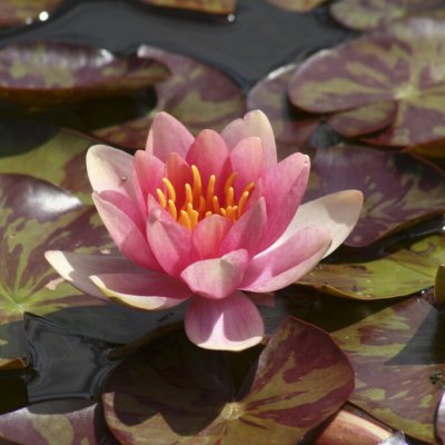 Nymphaea Aurora