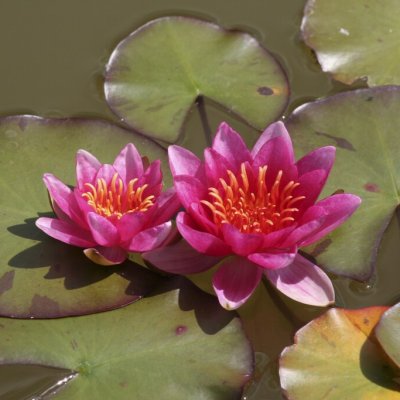 Nymphaea Laydekeri Lilacea, Dvärgnäckros, P11cm