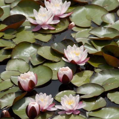 Nymphaea Marliacea Rosea