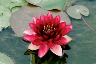 Nymphaea Almost Black, Näckros, P11cm