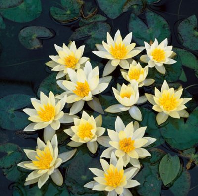 Nymphaea Pygmaea Helvola, Dvärgnäckros, P11cm