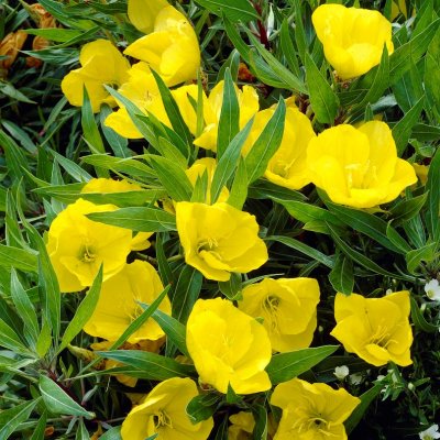 Oenothera macrocarpa, Nattljus storblo., P9cm