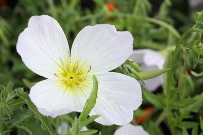 Oenothera speciosa Alba, Silvernattljus, P9cm