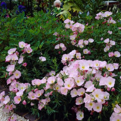 Oenothera speciosa Siskiyou , Silvernattljus, P9cm