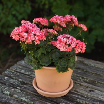 Dvärgpelargon Oh Marie, kruka