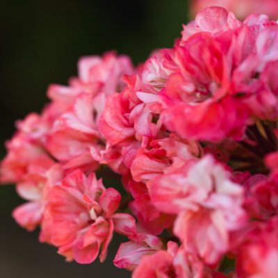 Dvärgpelargon Oh Marie, kruka