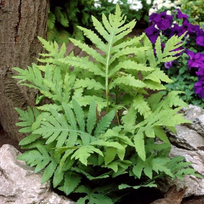 Onoclea sensibilis, Pärlbräken, P9cm