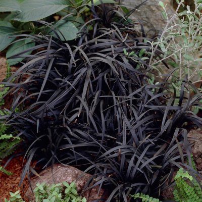 Ophiopogon planiscapus Niger , Ormskägg, C11cm